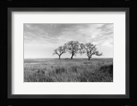 Coastal Oak Series No. 40 Fine Art Print