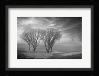 Coastal Oak Series No. 42 Fine Art Print