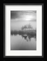 Coastal Oak Series No. 44 Fine Art Print