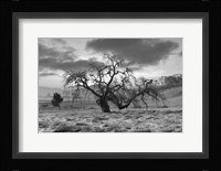 Coastal Oak Series No. 46 Fine Art Print