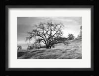 Coastal Oak Series No. 47 Fine Art Print