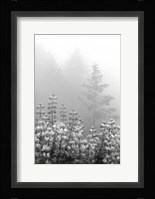 Coastal Oak Series No. 53 Fine Art Print