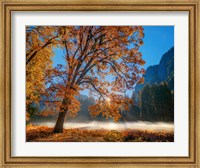 Autumn Oak Sunrise & Fog Fine Art Print