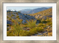 Desert Ocotillo Landscape Fine Art Print