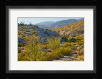 Desert Ocotillo Landscape Fine Art Print