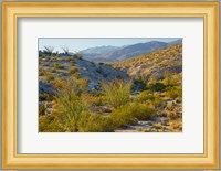 Desert Ocotillo Landscape Fine Art Print