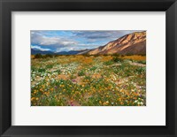 Desert Wildflowers in Henderson Canyon Fine Art Print