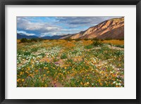 Desert Wildflowers in Henderson Canyon Fine Art Print