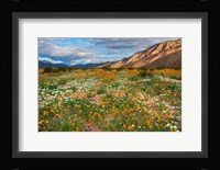 Desert Wildflowers in Henderson Canyon Fine Art Print