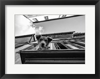 Dog on Balcony Fine Art Print