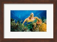 Hawksbill Turtle Wwimming through Caribbean Reef Fine Art Print