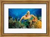 Hawksbill Turtle Wwimming through Caribbean Reef Fine Art Print
