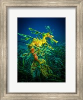 Leafy Sea Dragon Male with Eggs Fine Art Print