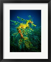 Leafy Sea Dragon Male with Eggs Fine Art Print