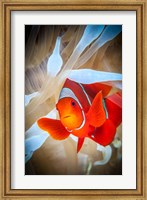 Clownfish Defends his White Anemone Fine Art Print
