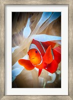 Clownfish Defends his White Anemone Fine Art Print