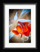 Clownfish Defends his White Anemone Fine Art Print