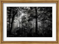 Primary Forest Fine Art Print