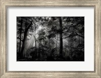 Primary Forest Fine Art Print