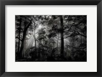 Primary Forest Fine Art Print