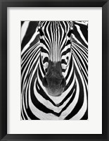 Zebra Fine Art Print