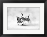 Zebras Fine Art Print