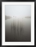 Reeds in the Mist Fine Art Print