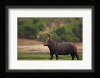 Big Mouth Fine Art Print