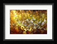 Wonderland Fine Art Print