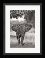 Coming Fine Art Print