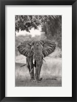 Coming Fine Art Print