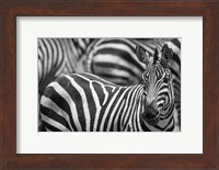 Stripes Fine Art Print