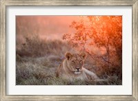Sunset Lioness Fine Art Print