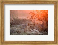 Sunset Lioness Fine Art Print