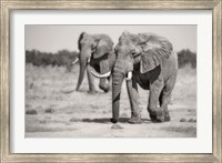 Twin Elephants Fine Art Print