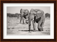 Twin Elephants Fine Art Print