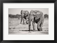 Twin Elephants Fine Art Print