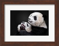Pandas Fine Art Print