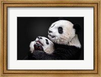Pandas Fine Art Print