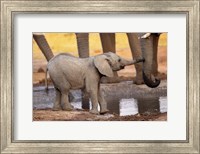 Play with Me, Please! Fine Art Print