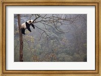 Lazy Panda Fine Art Print