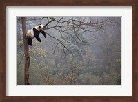 Lazy Panda Fine Art Print