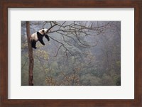 Lazy Panda Fine Art Print