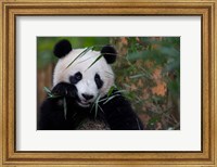 Bamboo Time Fine Art Print