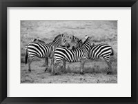 Stripes Fine Art Print