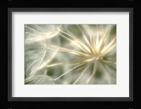 Coeur de Velour Fine Art Print