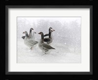 Lost in a White World Fine Art Print