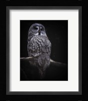 Owl Fine Art Print