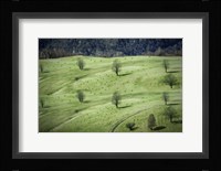 Sheep Fine Art Print