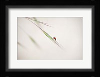 Ladybug Fine Art Print